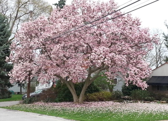 Cluster magnolia