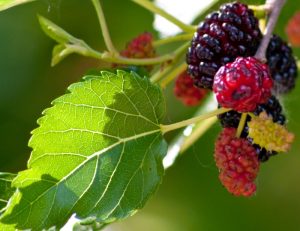 Cluster malberry